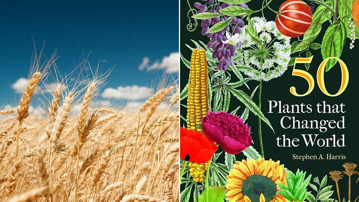 50 PLANTAS QUE CAMBIARON EL MUNDO por Stephen A. Harris; ¡El efecto asombroso del trigo en nuestros rostros!