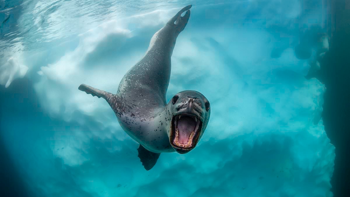 A Year With The Seals by Alix Morris: Forget parrots, seals are top talkers too