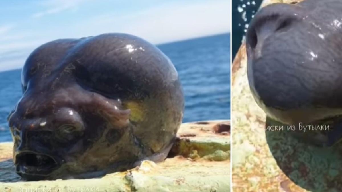 Photos: Fisherman caught a strange fish with an 'alien head'