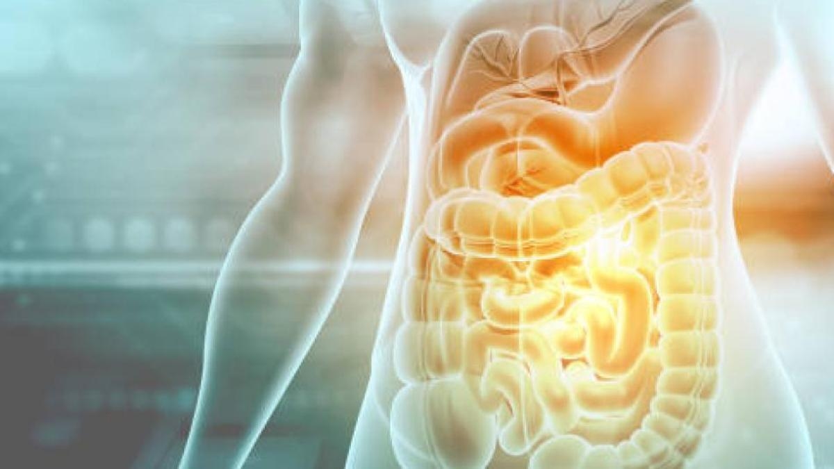 Pourquoi le microbiote intestinal est vital pour le corps : les clés pour le maintenir en bonne santé