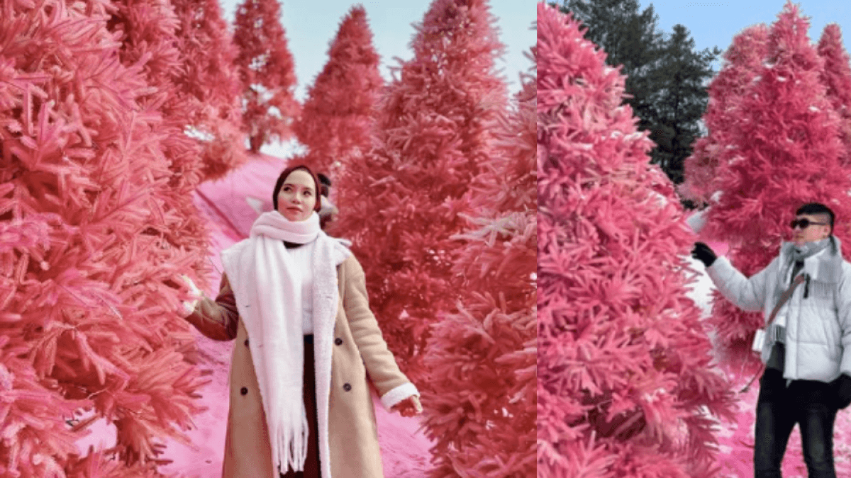 Herb Island in Pocheon, het themapark in Zuid-Korea waarvan de tuinen roze kleuren.