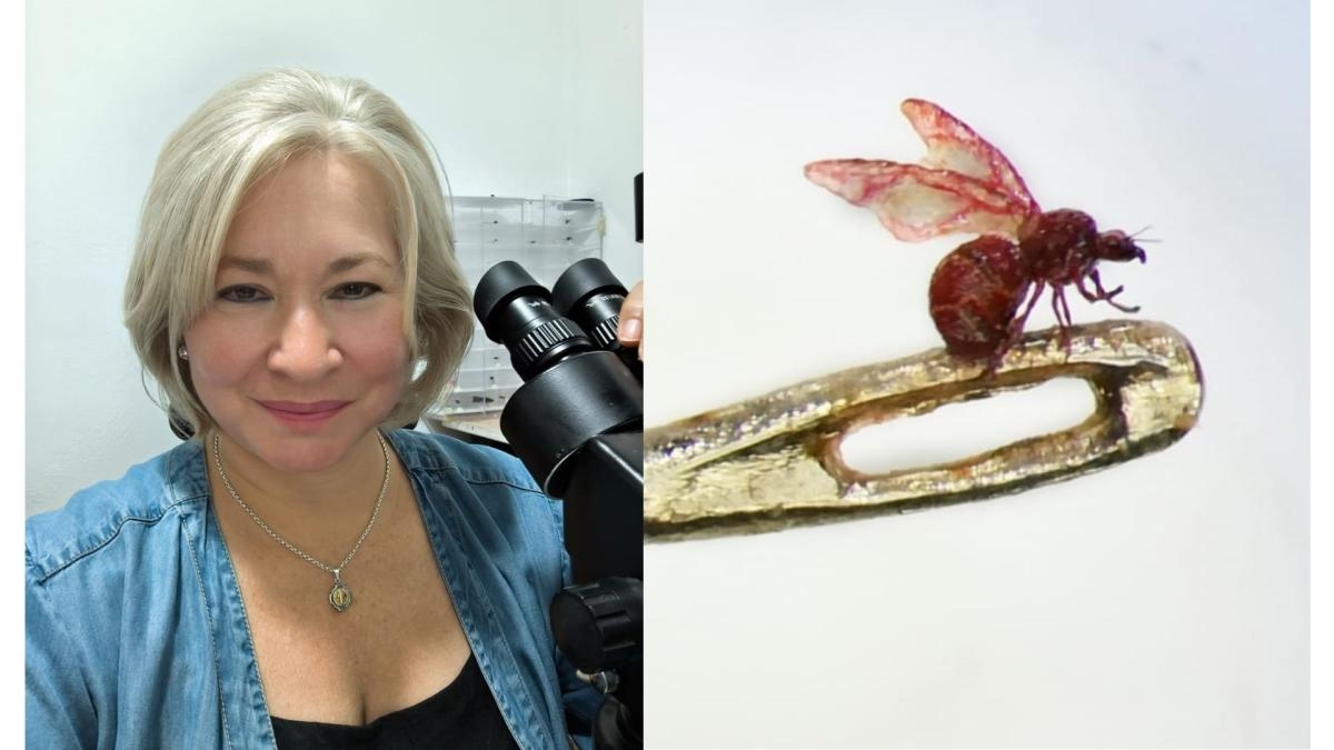 Die Kolumbianerin, die Kunst mit Bleistiftminen, Nadeln und sogar Wimpern macht; Sie ist die einzige Mikrobildhauerin der Welt