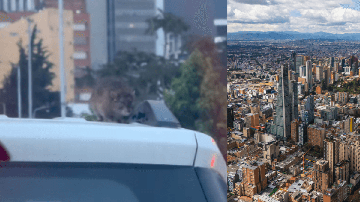 In Bogotá werd een enorme rat gefilmd die op het dak van een auto zat.