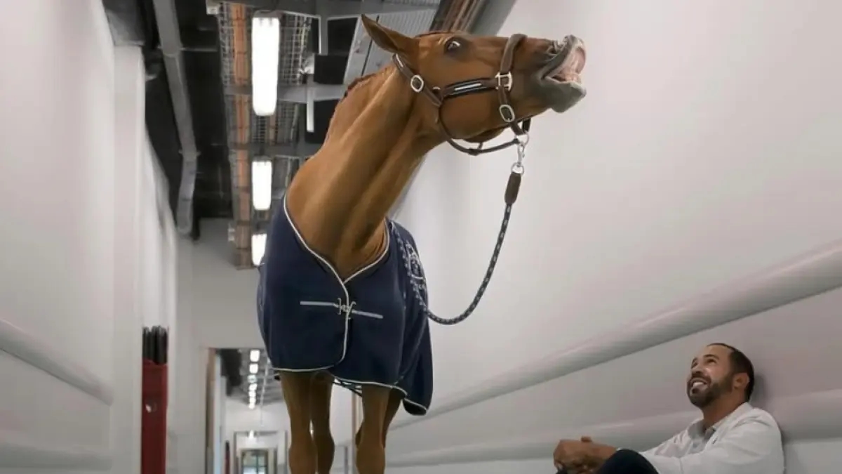 Dokter Peyo, het paard dat terminaal zieke patiënten in Franse ziekenhuizen begeleidt