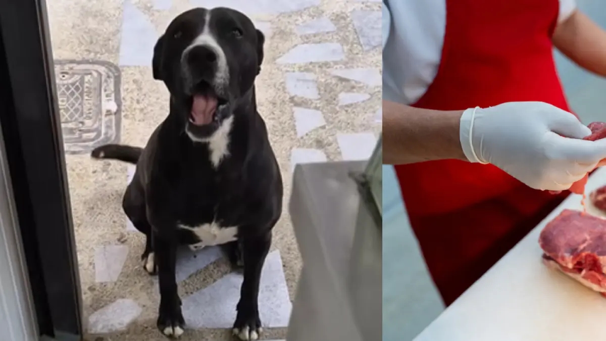 Ein süßer Hund bewegt die Menschen in den sozialen Medien, indem er in einer Metzgerei heult und Futter verlangt.