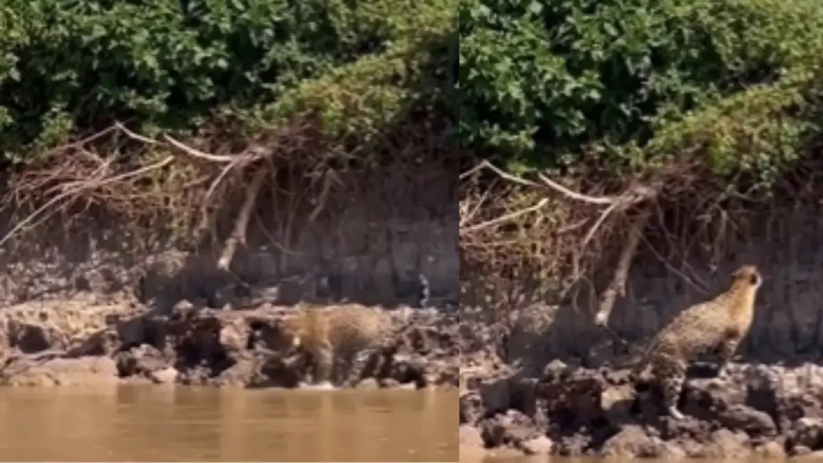 Video | A jaguar battles an anaconda after it falls from a tree on the banks of a river in Brazil.