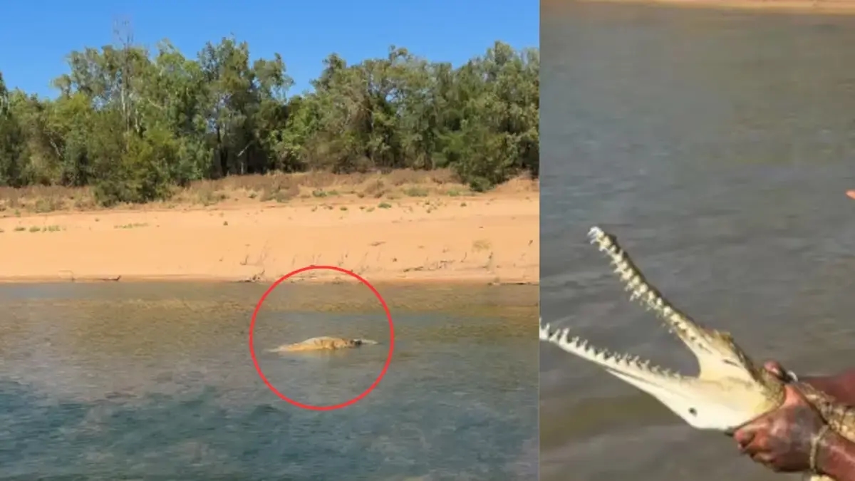 Australischer Influencer, der sich selbst als „echter Tarzan“ bezeichnet, wird dafür kritisiert, dass er „nur für Klicks“ ein Krokodil verspottet und mit ihm ringt.