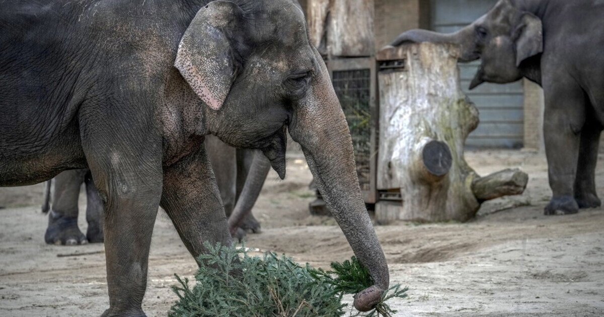 Les zoos sous les bombes : quand même les animaux souffrent de la guerre
