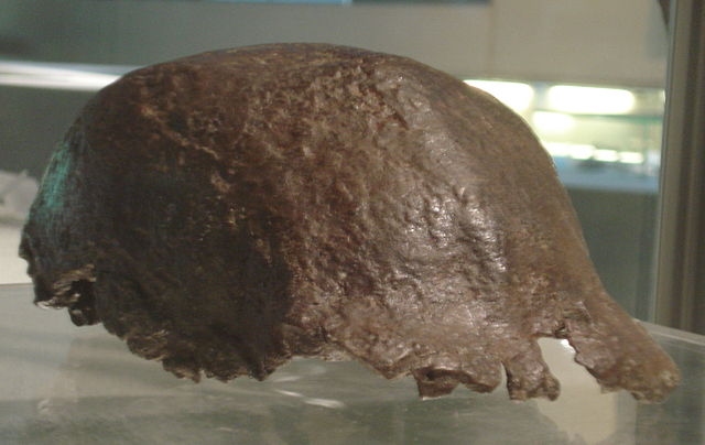 Niederlande geben Dubois-Fossiliensammlung an Indonesien zurück