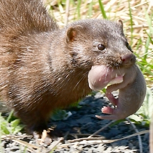 Speaking of Nature: Motivated mother mink