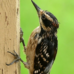 Speaking of Nature: The pressures of parenthood: Bird dads, like human dads, deserve a happy Father’s Day