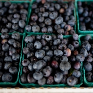 Valley Bounty: A alegria da temporada de mirtilos: A Fazenda River Valley de Sobieski em Whately cultiva mirtilos desde 1977