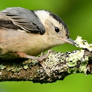 Speaking of Nature: The big beautiful world —A baby nuthatch ventures out