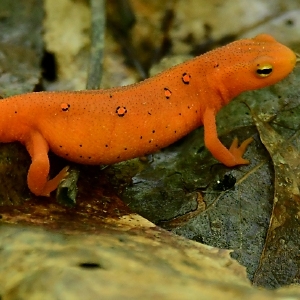 Speaking of Nature: A great time to be a red eft: Part two in the three-part life cycle of the Eastern spotted newt