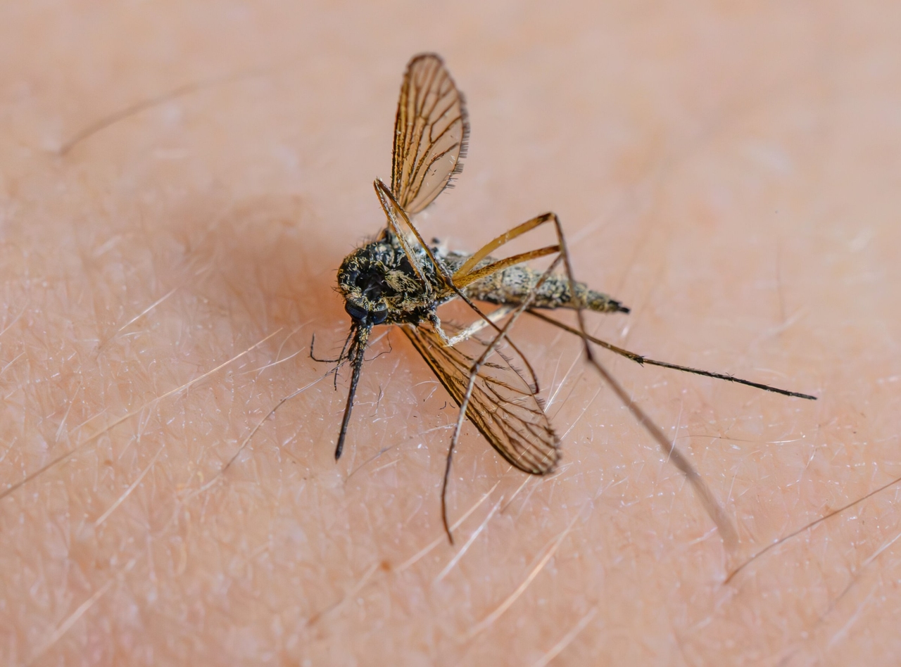 The Good Column | About Mosquitoes and People