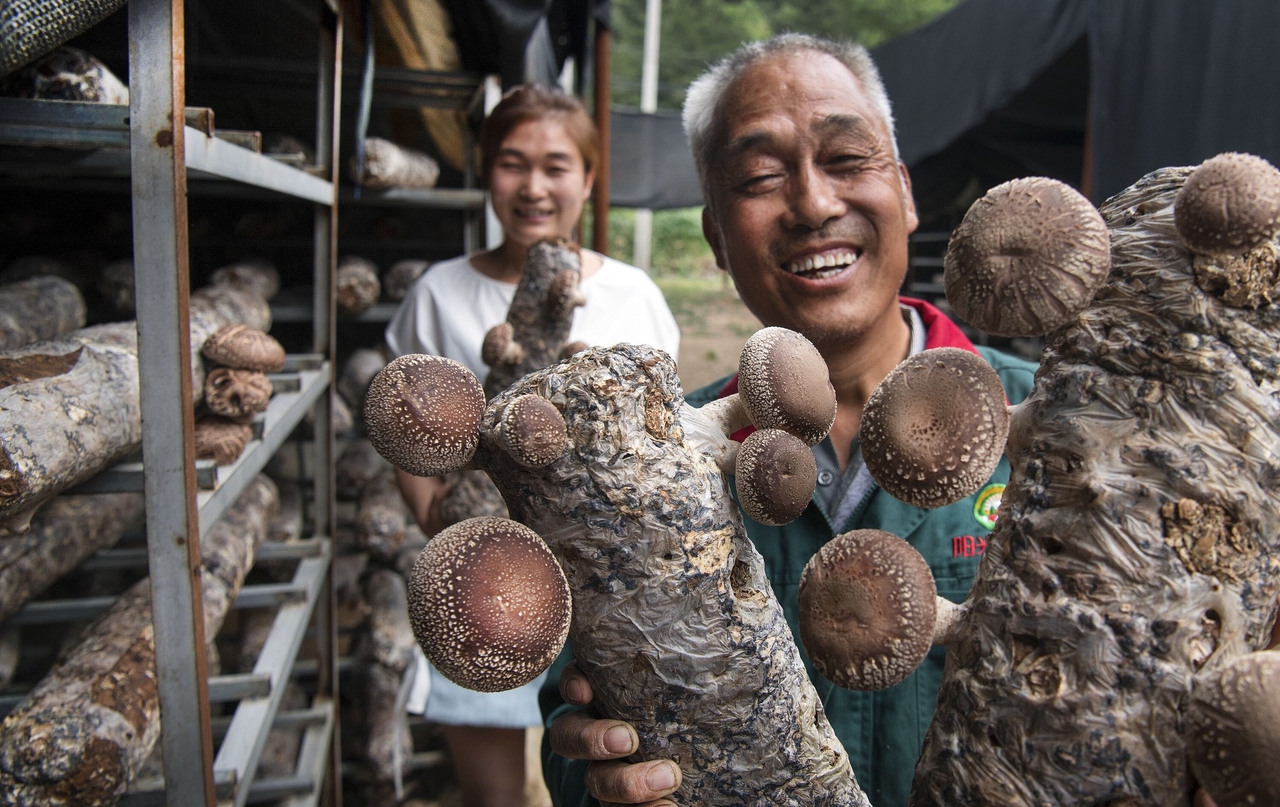 Cina alternativa | Con l'erba miracolosa, ma senza miracoli dalla povertà