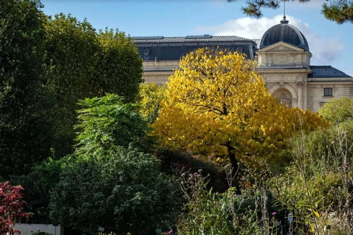 A Chinese woman has been charged and sent to prison for stealing six kilos of gold from the National Museum of Natural History in Paris in early October.