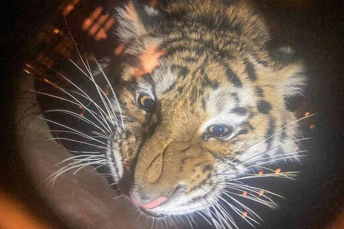 Due tigri dell'Amur sono state portate allo zoo di Mosca.